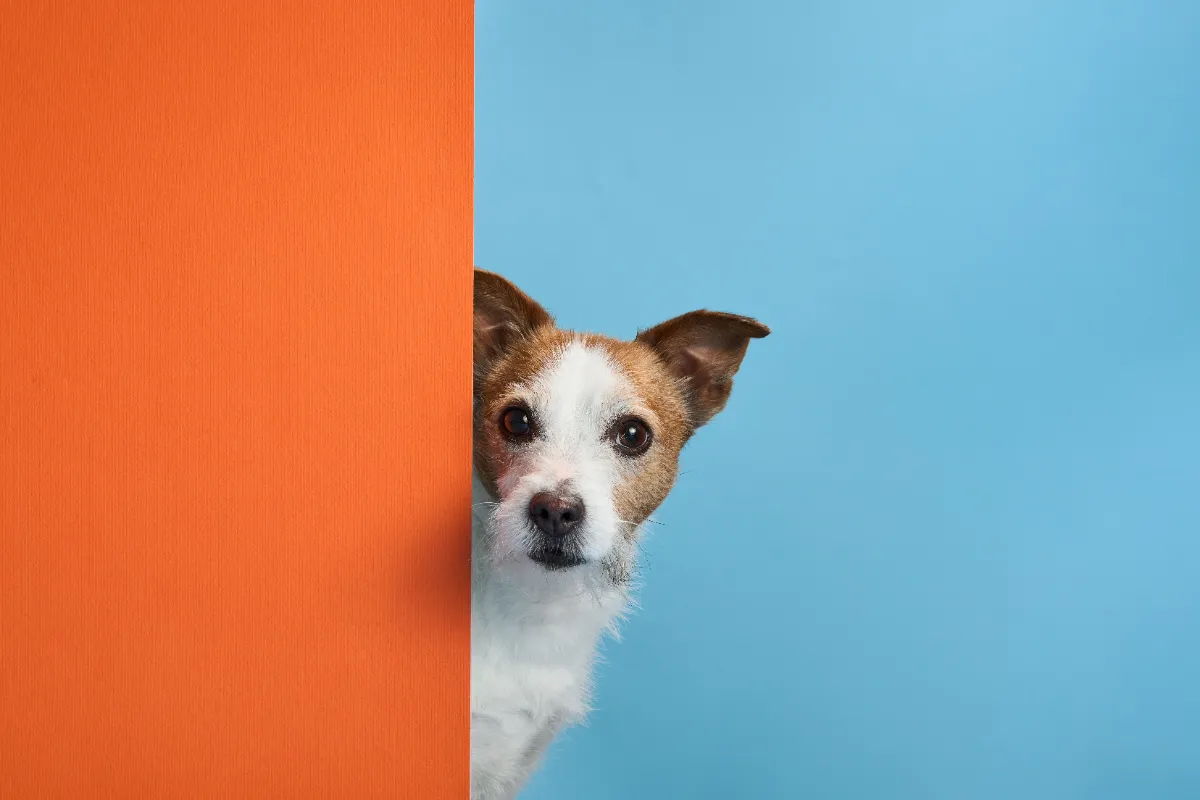 Gefahren im Haushalt für Hunde: Was Sie wissen sollten