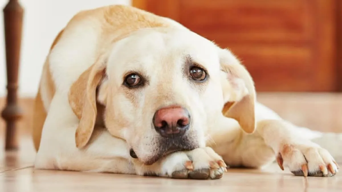 Hunde erziehen – der richtige Mix aus Liebe und Regeln