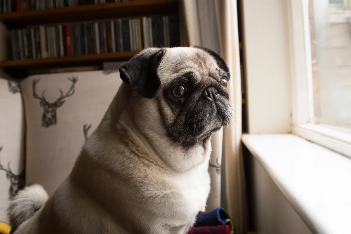 Tipps gegen trennungsängste bei hunden